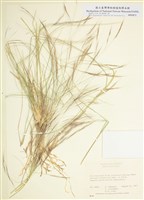 藏品(禾本科)的圖片